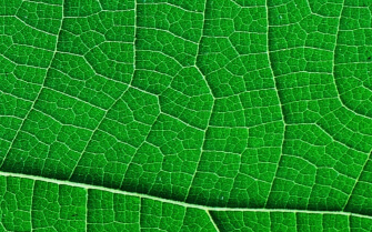 Up close macro shot of a healthy green leaf.